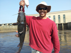 Huge Catfish Catch